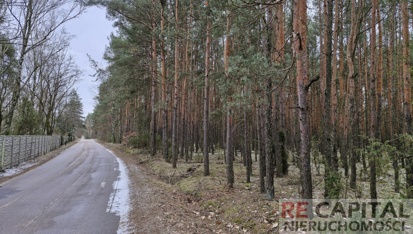 Działka Sprzedaż Wysychy Leśna